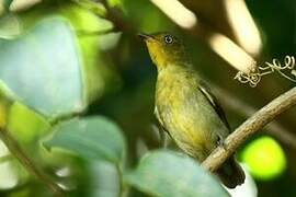 Crimson-hooded Manakin