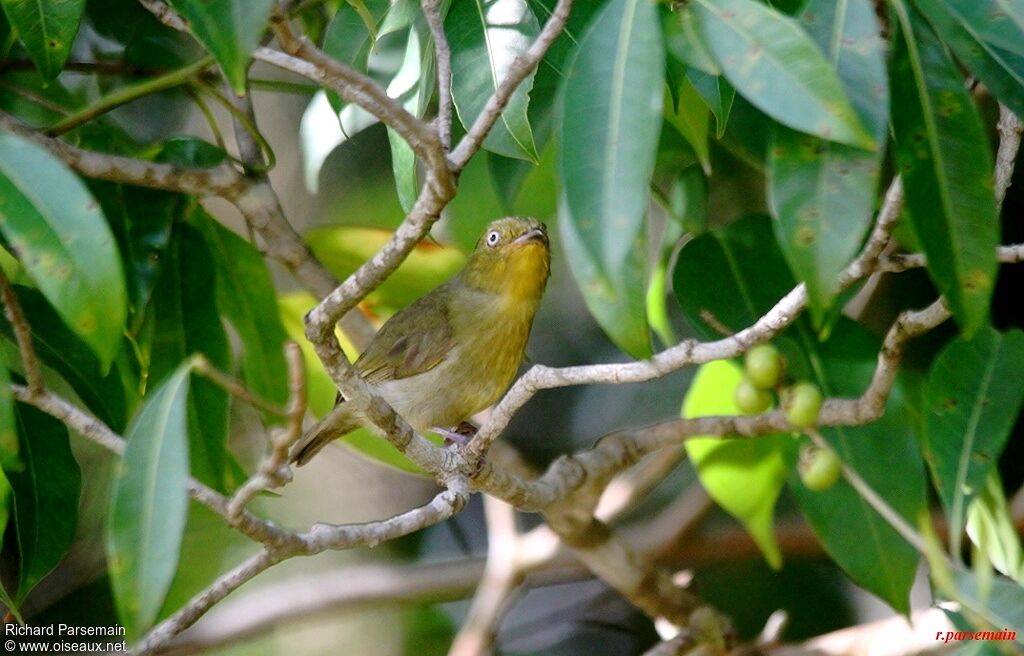 Crimson-hooded Manakin female adult