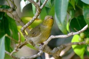 Manakin auréole