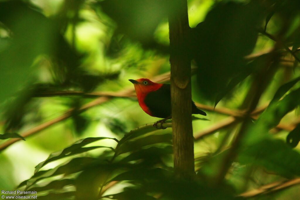 Manakin auréole mâle adulte