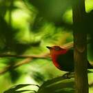 Manakin auréole