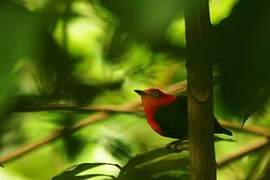 Crimson-hooded Manakin