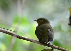 Crimson-hooded Manakin