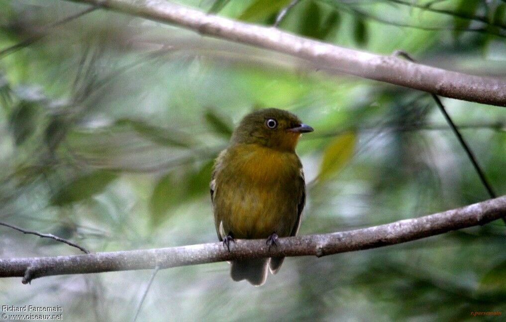 Crimson-hooded Manakin female adult