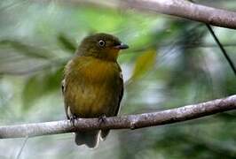 Crimson-hooded Manakin