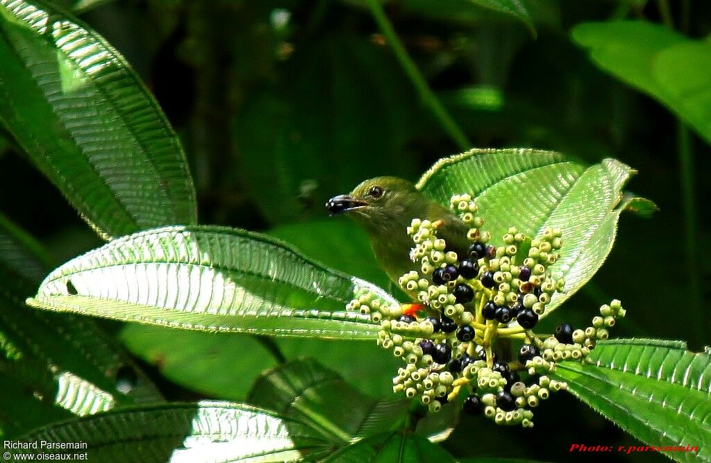 White-bearded Manakin female adult