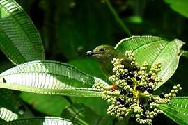 White-bearded Manakin