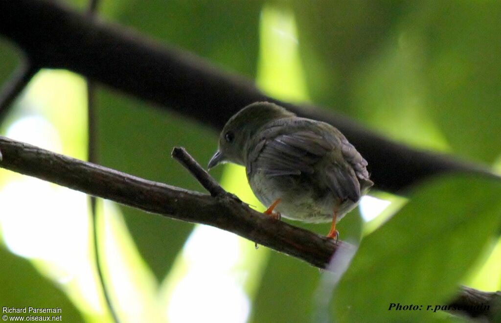 White-bearded Manakin female adult