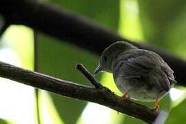 White-bearded Manakin