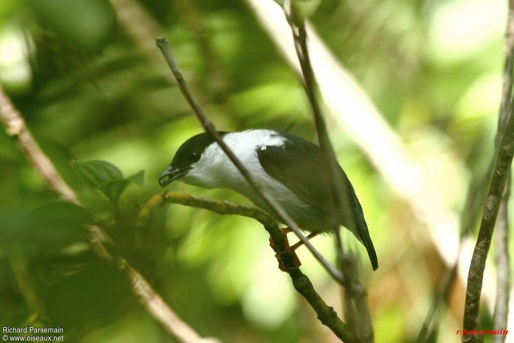 White-bearded Manakin male adult