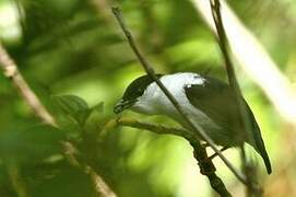 White-bearded Manakin