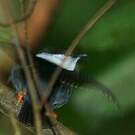 Manakin casse-noisette