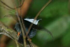 White-bearded Manakin