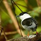 Manakin casse-noisette