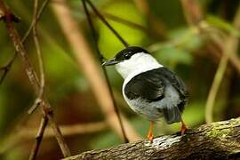 White-bearded Manakin