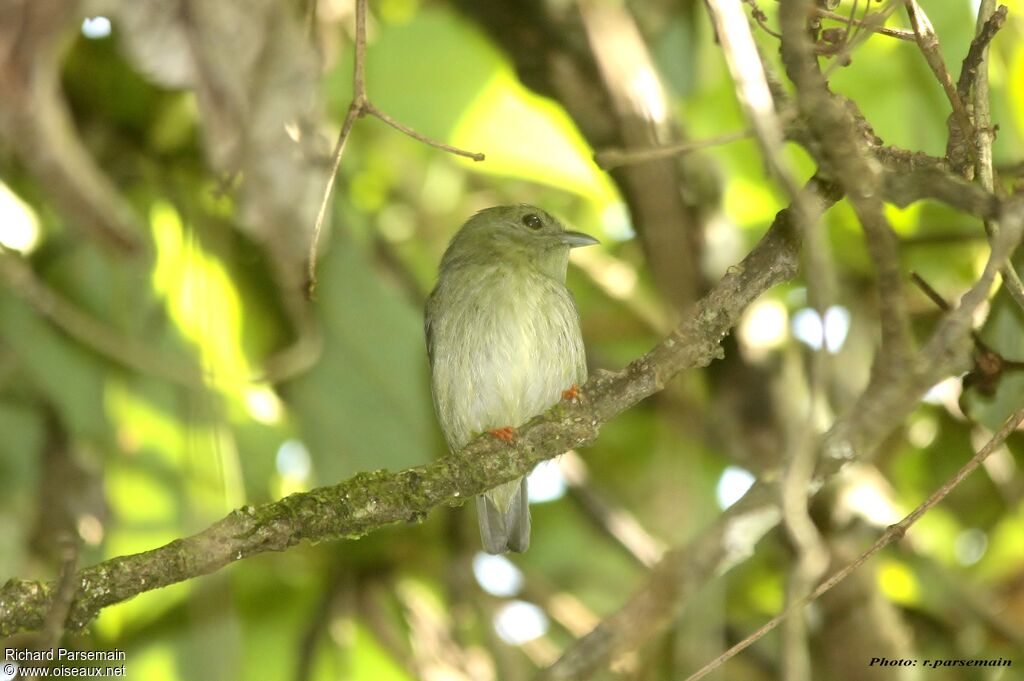 White-bearded Manakinadult