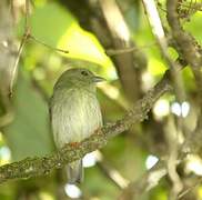 White-bearded Manakin