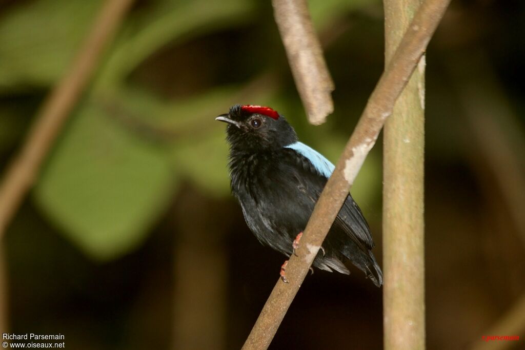 Blue-backed Manakin male adult