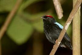 Blue-backed Manakin