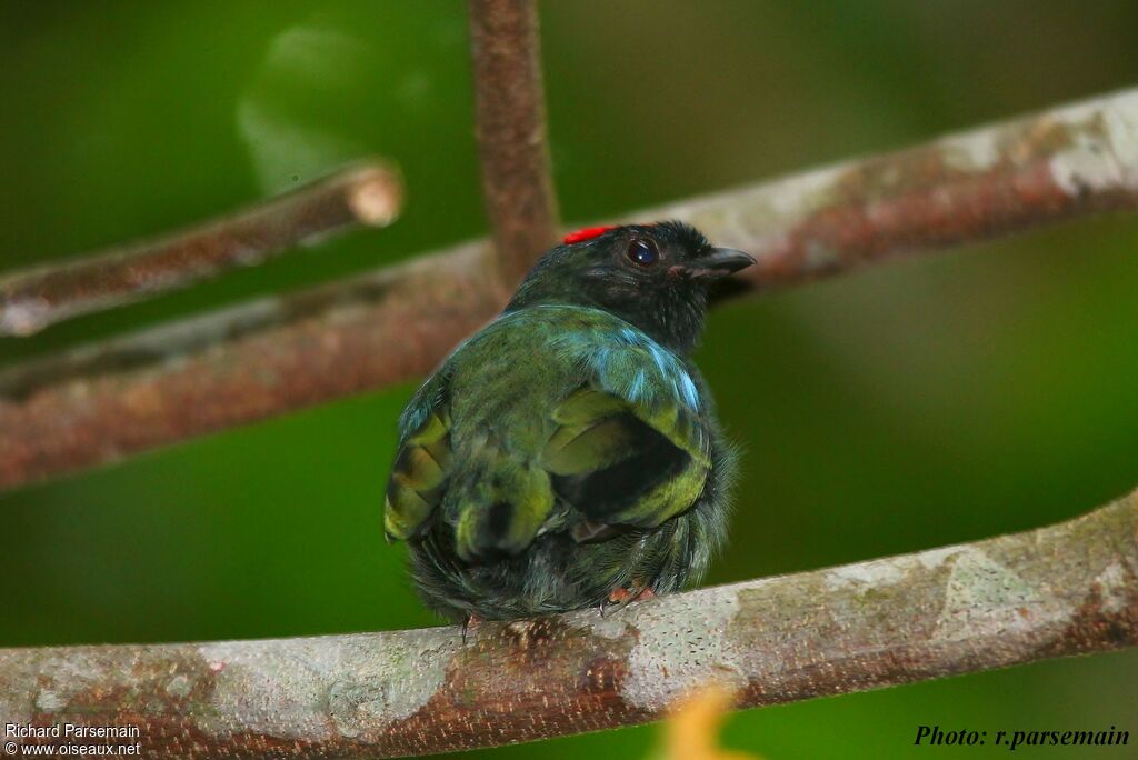 Blue-backed Manakin male adult