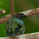 Manakin tijé