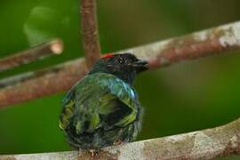 Blue-backed Manakin