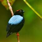 Manakin tijé