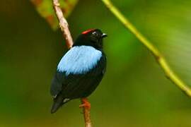 Blue-backed Manakin