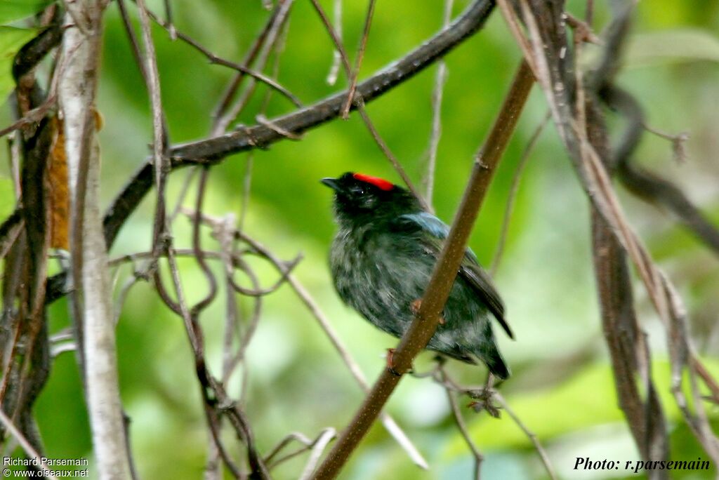 Blue-backed Manakin male immature