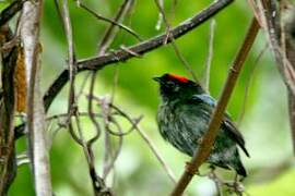 Blue-backed Manakin