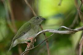 Blue-backed Manakin