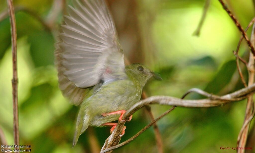 Blue-backed Manakin female adult