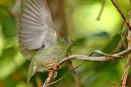 Blue-backed Manakin