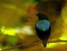 Blue-backed Manakin