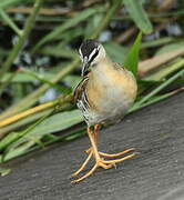 Yellow-breasted Crake