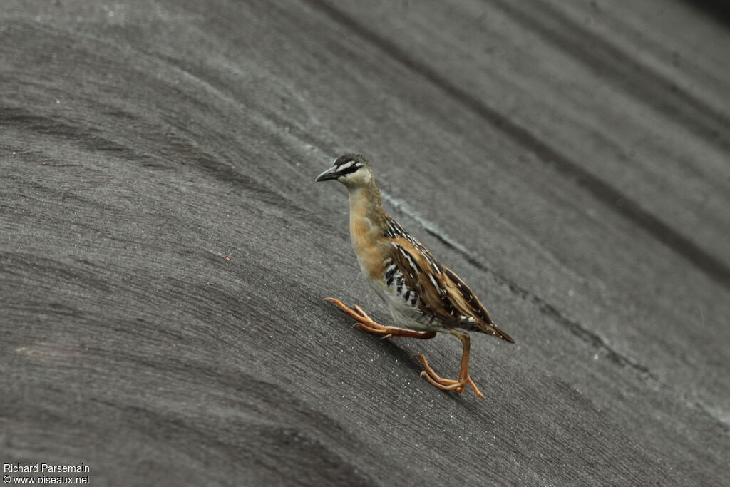 Yellow-breasted Crakeadult, walking