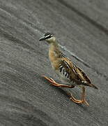 Yellow-breasted Crake