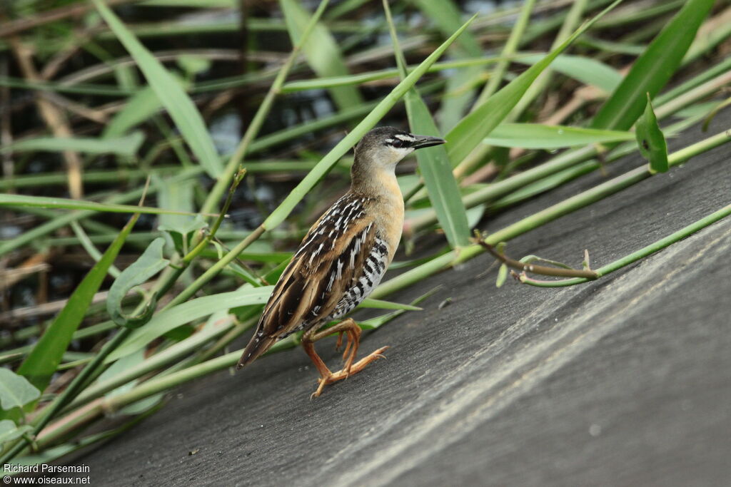 Yellow-breasted Crakeadult, identification, walking