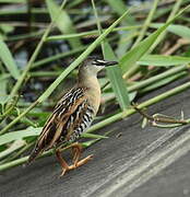 Yellow-breasted Crake