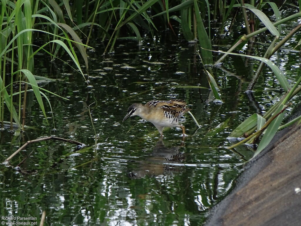 Marouette à sourcils blancsadulte