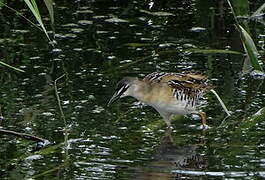 Yellow-breasted Crake