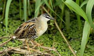 Yellow-breasted Crake