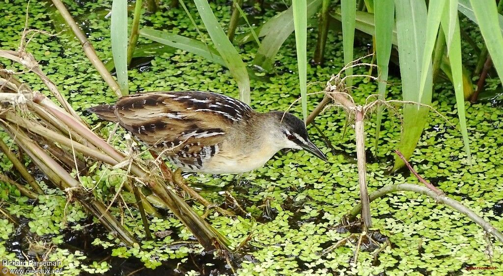 Yellow-breasted Crakeadult