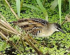 Yellow-breasted Crake