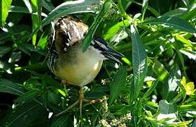 Yellow-breasted Crake