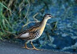 Yellow-breasted Crake