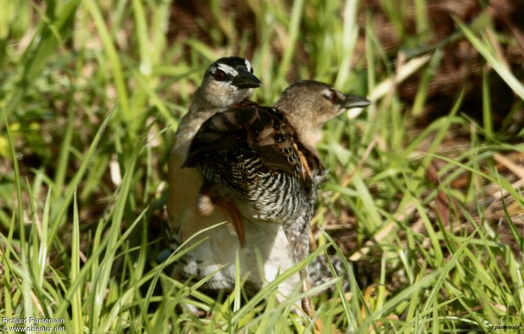 Yellow-breasted Crakeadult, walking