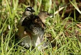 Yellow-breasted Crake