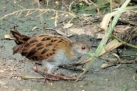 Ash-throated Crake