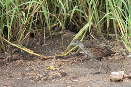 Ash-throated Crake